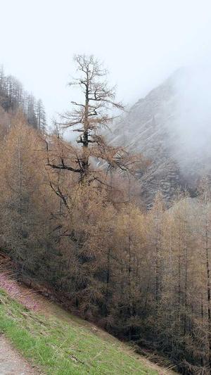 SEO工具下载截图1