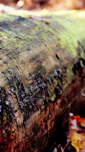 怎样把链接放蜘蛛池截图2