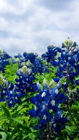 甘肃神马蜘蛛池出租截图1