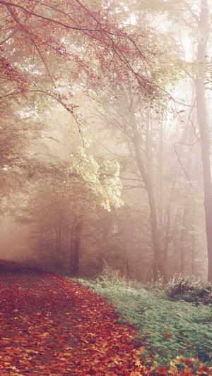 百度蜘蛛池作用是什么截图2