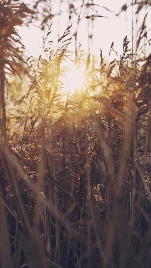 重庆自动seo优化截图1