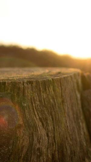 搜狗收录蜘蛛池泛目录截图3